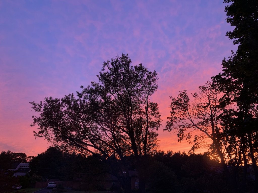 Trees silhouetted against a pink and purple sunset sky